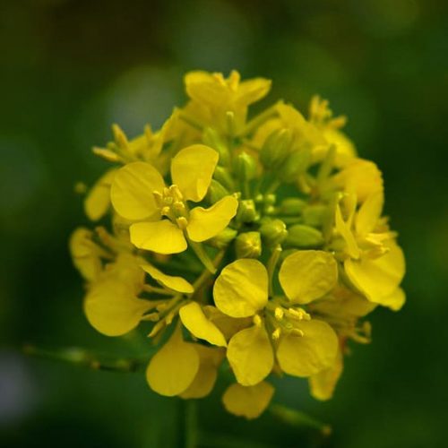 mustard-flower-yellow-green-plant 1