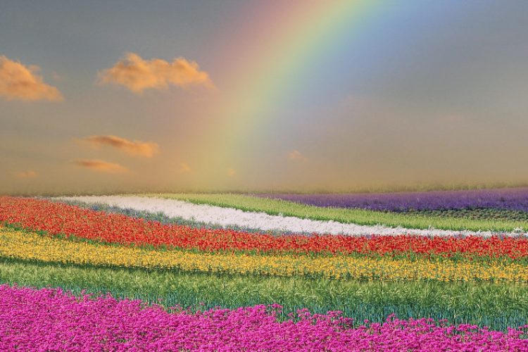 champs coloré avec arc en ciel